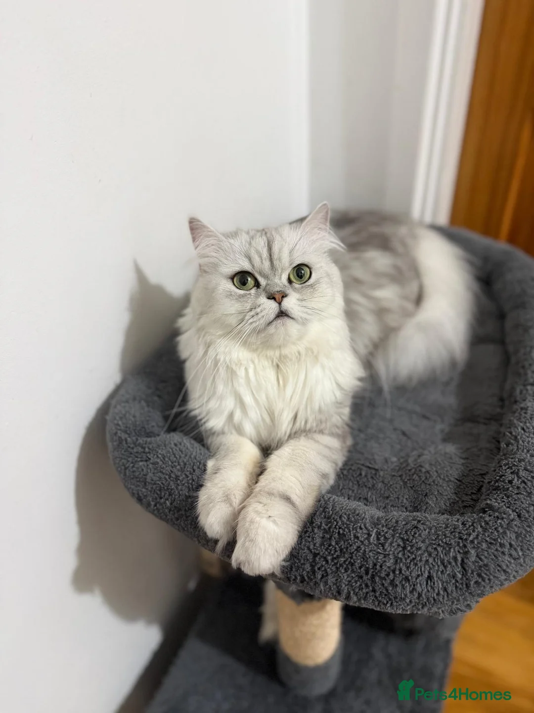 Persian cats for sale: 1 female Persian chinchilla  - Advert 1