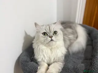 Persian cats 1 female Persian chinchilla - Advert 1