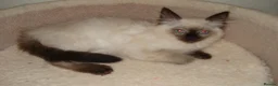 Ragdoll cats for sale: Lilac & Chocolate Kittens - Advert 2