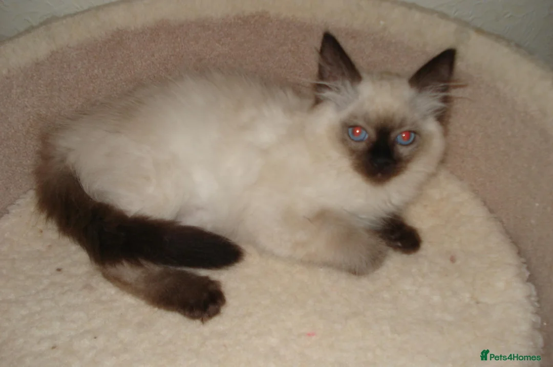 Ragdoll cats for sale: Lilac & Chocolate Kittens - Advert 2