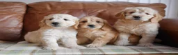 Mini Goldendoodle dogs for sale: Stunning F1 Health Tested Miniature Goldendoodles - Advert 8
