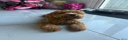 Cockapoo dogs for sale: Cockapoo boy 7 months  in Newcastle upon Tyne - Advert 4