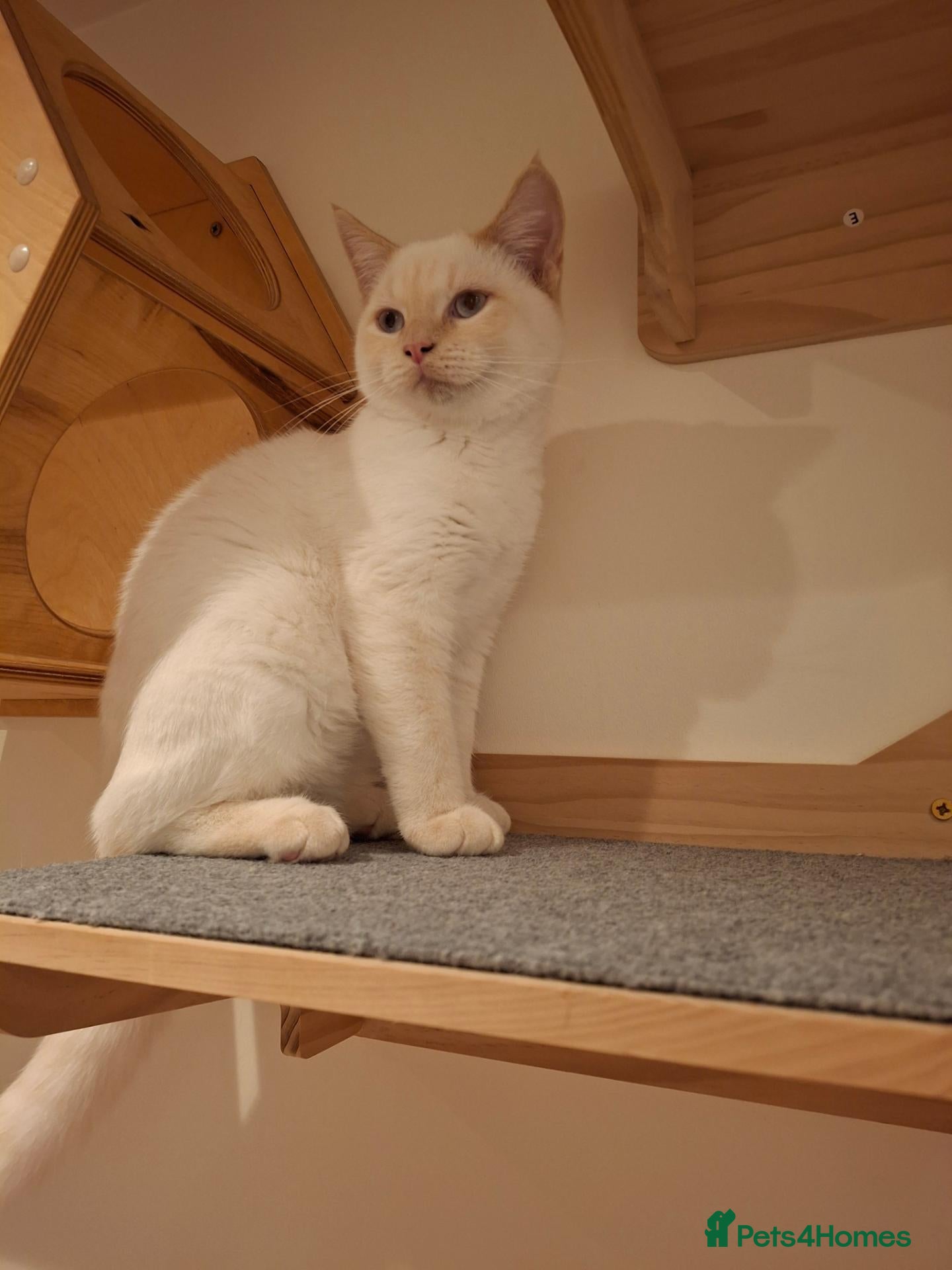 Siberian cats for sale: Ready  Blue-Eyed Boy -neutered - Advert 1