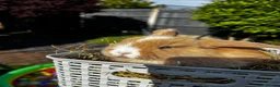Mini Lop rabbits for sale: Pure breed Mini Lop bunnies  - Advert 11