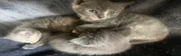British Shorthair cats for sale: Rare Grey/ginger tortoiseshell kittens - Advert 12
