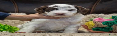 Cockapoo 3