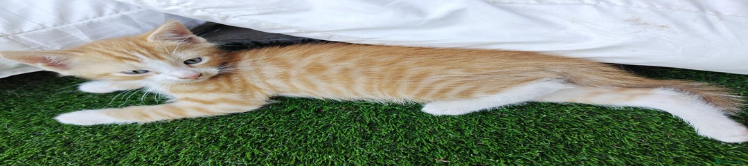 Ginger Kitten 3
