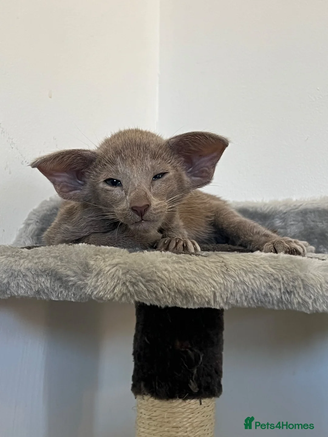 Oriental cats for sale: GCCF oriental boys  - Advert 1