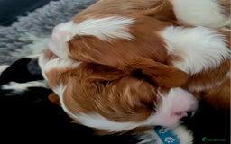 Cavalier King Charles Spaniel dogs for sale: Cavalier King Charles Spaniel Puppies for Sale 🐾 - Image 23