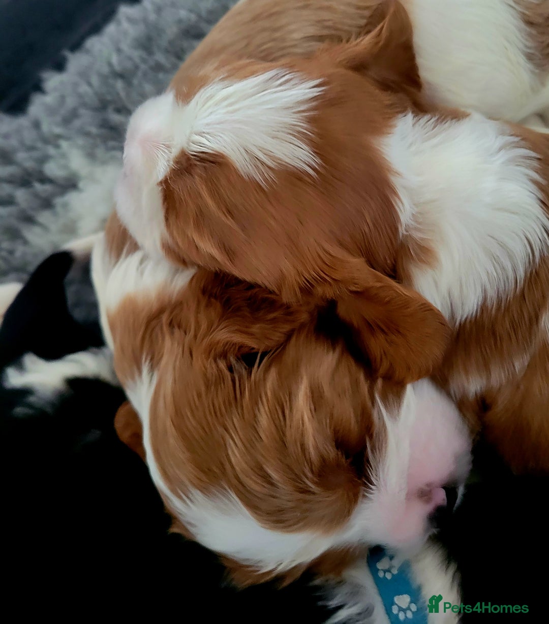 Cavalier King Charles Spaniel dogs for sale: Cavalier King Charles Spaniel Puppies for Sale 🐾 - Image 23