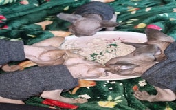 Sphynx cats for sale: Gorgeous Canadian Sphynx kittens - Image 16