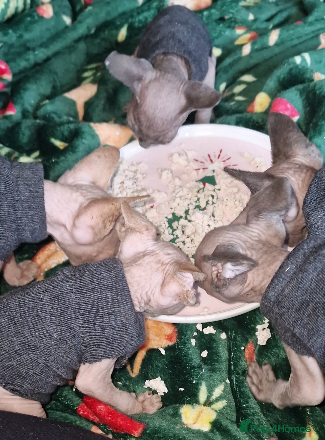 Sphynx cats for sale: Gorgeous Canadian Sphynx kittens - Image 16