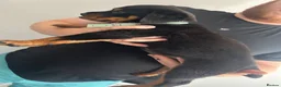 Rottweiler dogs for sale: 2 big male puppies  - Advert 10