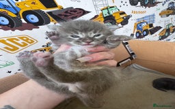 Maine Coon cats for sale: Maine coon kittens  - Image 6