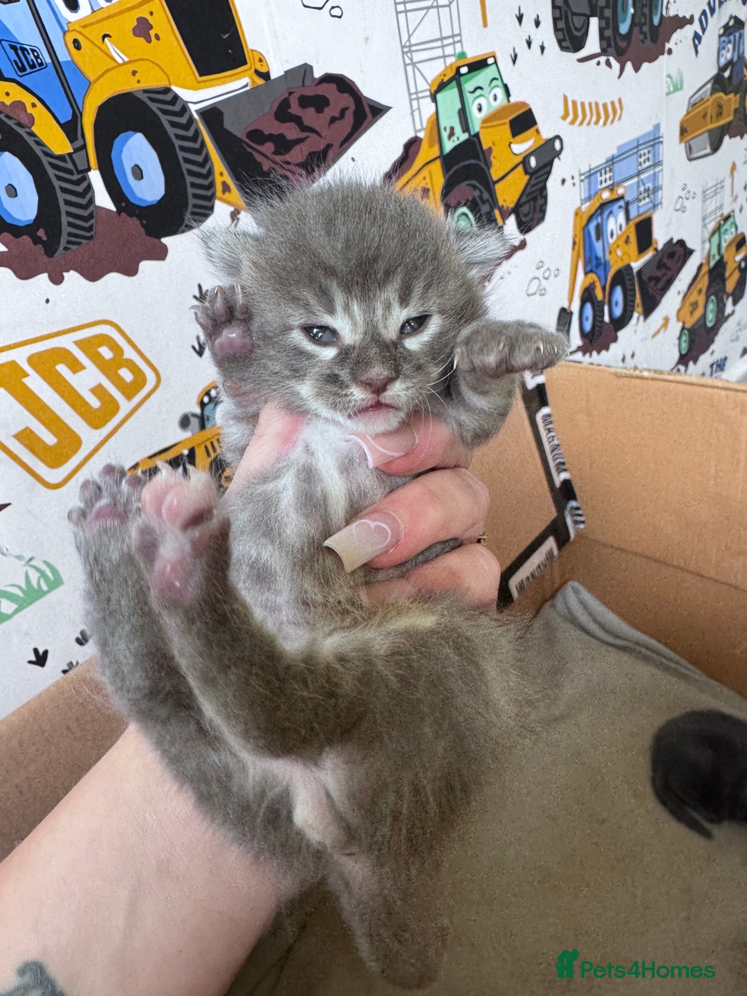 Maine Coon cats for sale: Maine coon kittens  - Image 6