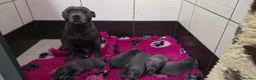Staffordshire Bull Terrier dogs for sale: Beautiful Staffordshire Bull Terrier Puppies  - Advert 3