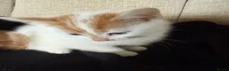 Mixed Breed cats for sale: Kittens for sale  - Advert 2