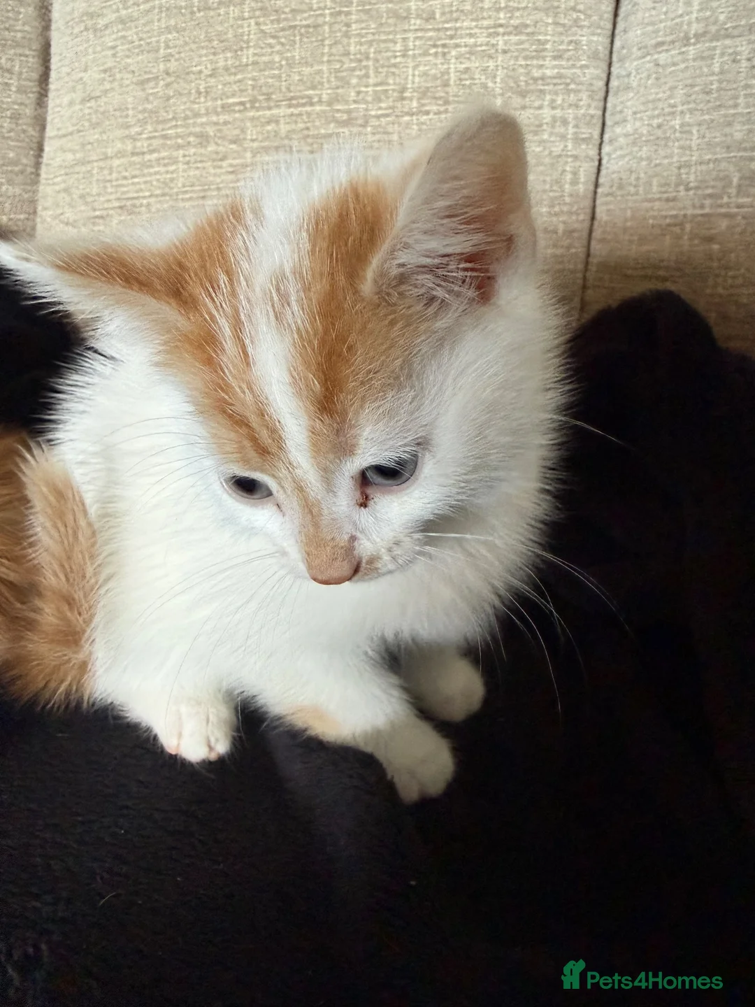 Mixed Breed cats for sale: Kittens for sale  - Advert 2