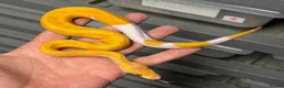 Python Snake reptiles for sale: Various royal pythons from £25 upwards  - Advert 3