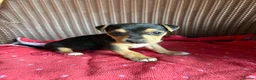 Jack Russell dogs for sale: Jack Russell puppies  - Advert 14
