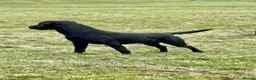 Labrador Retriever dogs for sale: Labrador puppies in Carlisle - Advert 15