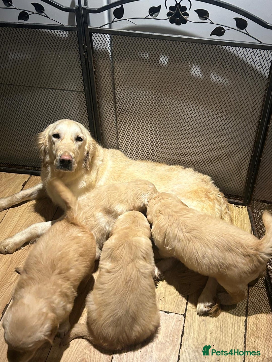 Golden Retriever dogs for sale: Stunning litter of Chunky Golden Retriever Puppies - Advert 1