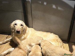 Golden Retriever dogs Stunning litter of Chunky Golden Retriever Puppies - Advert 1