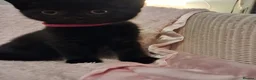 Mixed Breed cats for sale: Gorgeous kittens Ready to leave  🧡 in Colchester - Advert 10