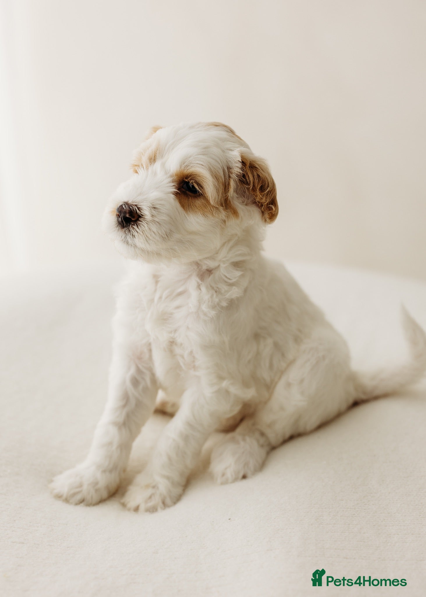 Australian Labradoodle dogs Australian labradoodle puppies Medium - Advert 4
