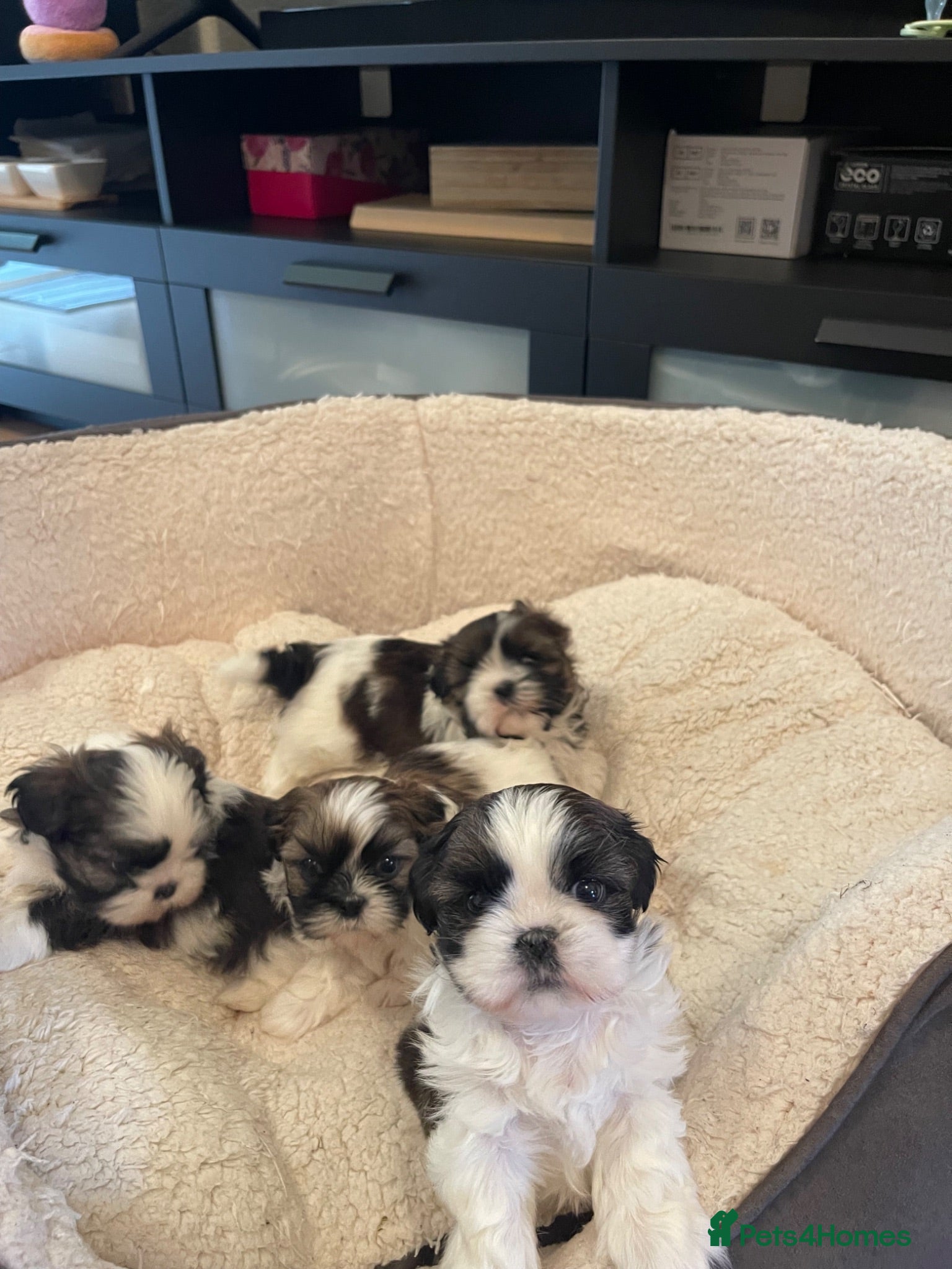 Shih Tzu dogs Shihtzu puppies for sale  - Advert 2