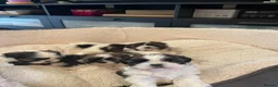 Shih Tzu dogs for sale: Shihtzu puppies for sale  - Advert 19
