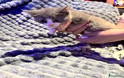 British Shorthair cats for sale: British shorthair x kittens - Image 11