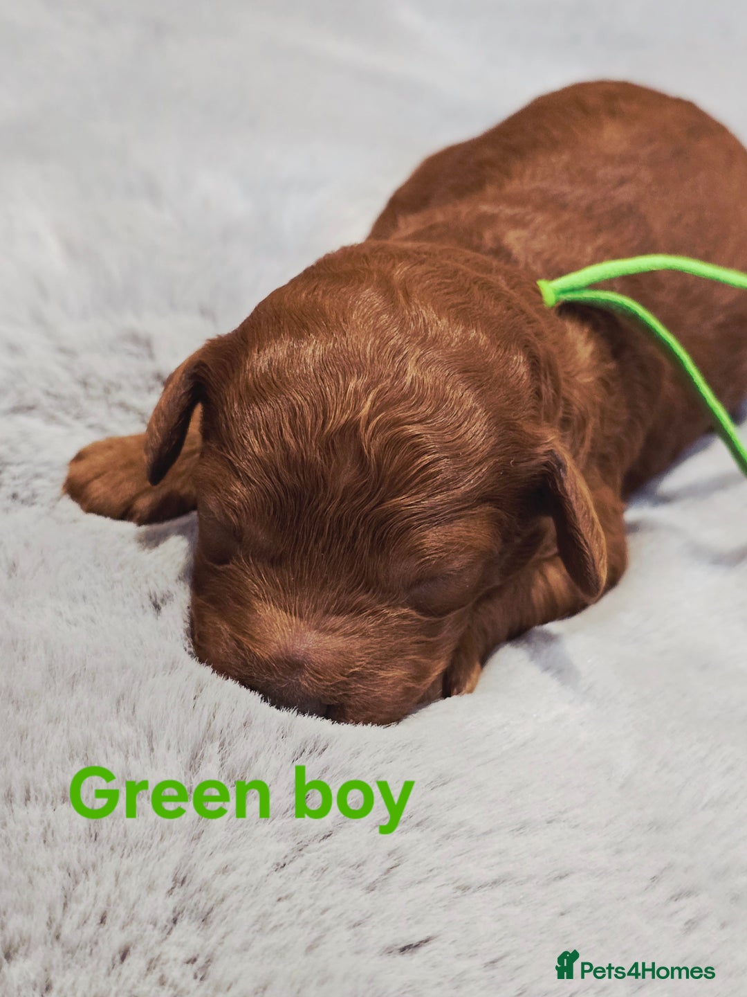 Cavapoo dogs for sale:  🐕Ruby Cavapoo Toy F1bb 🧸DNA tested🧸 - Image 3