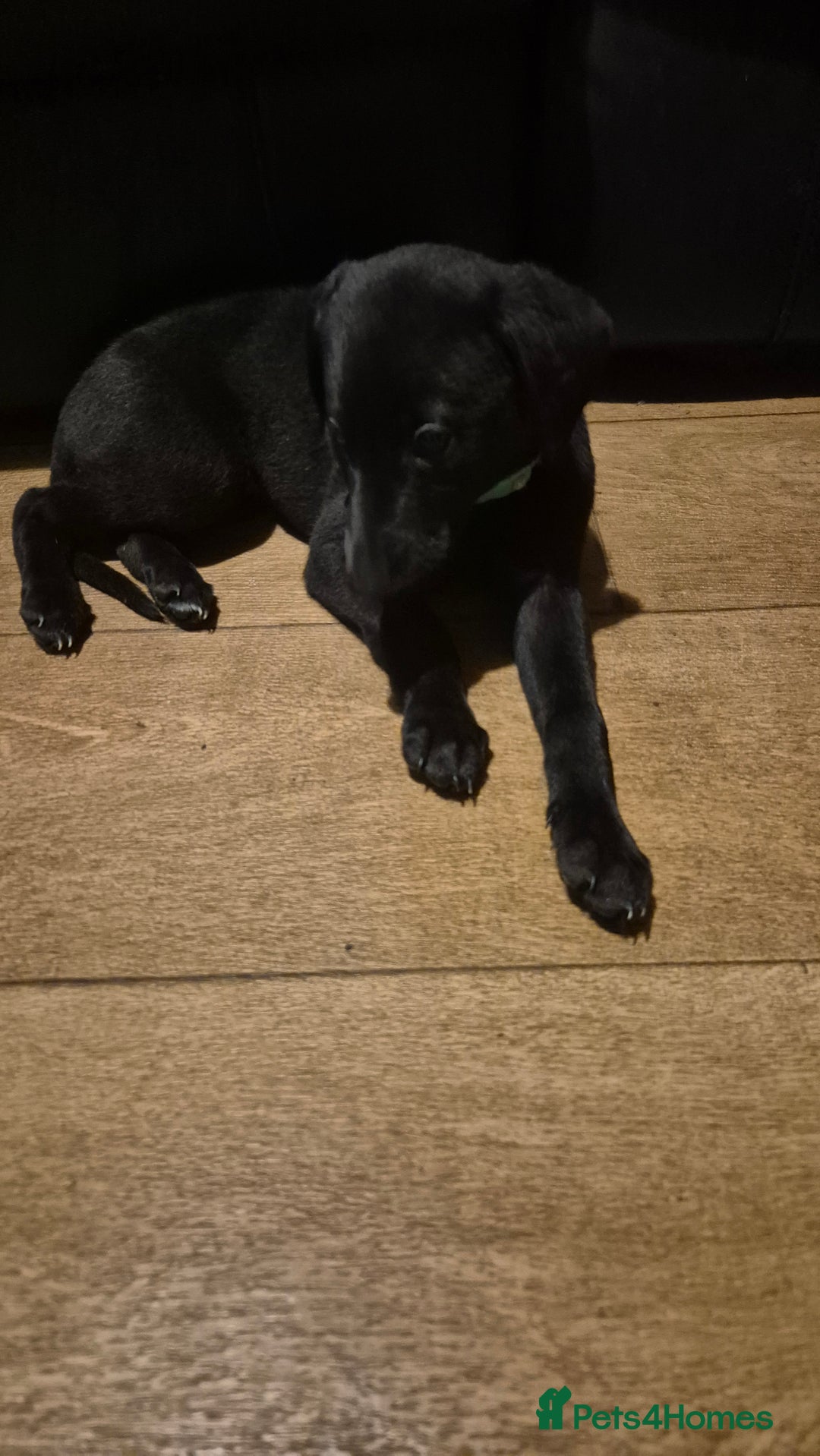 Mixed Breed dogs for sale: Greyhound lurcher cross - Advert 17