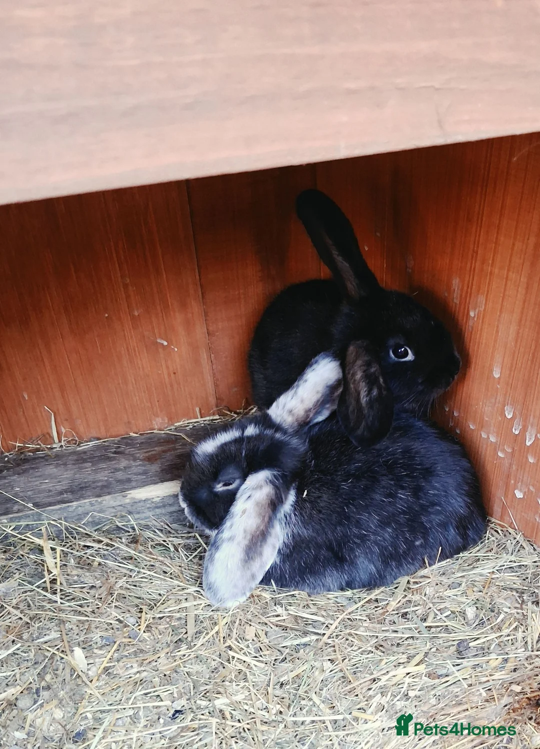 Mini Lop rabbits for sale: Two fabulous mini lop rabbits ready to go - Advert 3