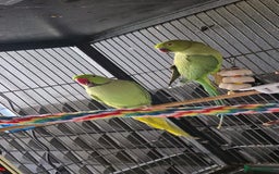 Ringnecks birds for sale: Ring neck parrot - Image 4