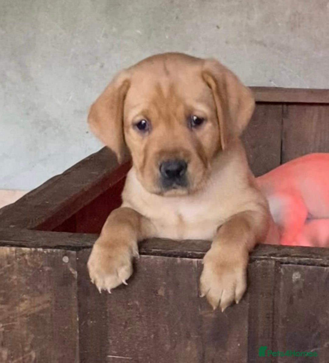 Labrador Retriever dogs for sale: Gorgeous Labrador puppies for sale - Image 8
