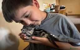 British Shorthair cats for sale: 2 boys one girl for sale  - Image 11