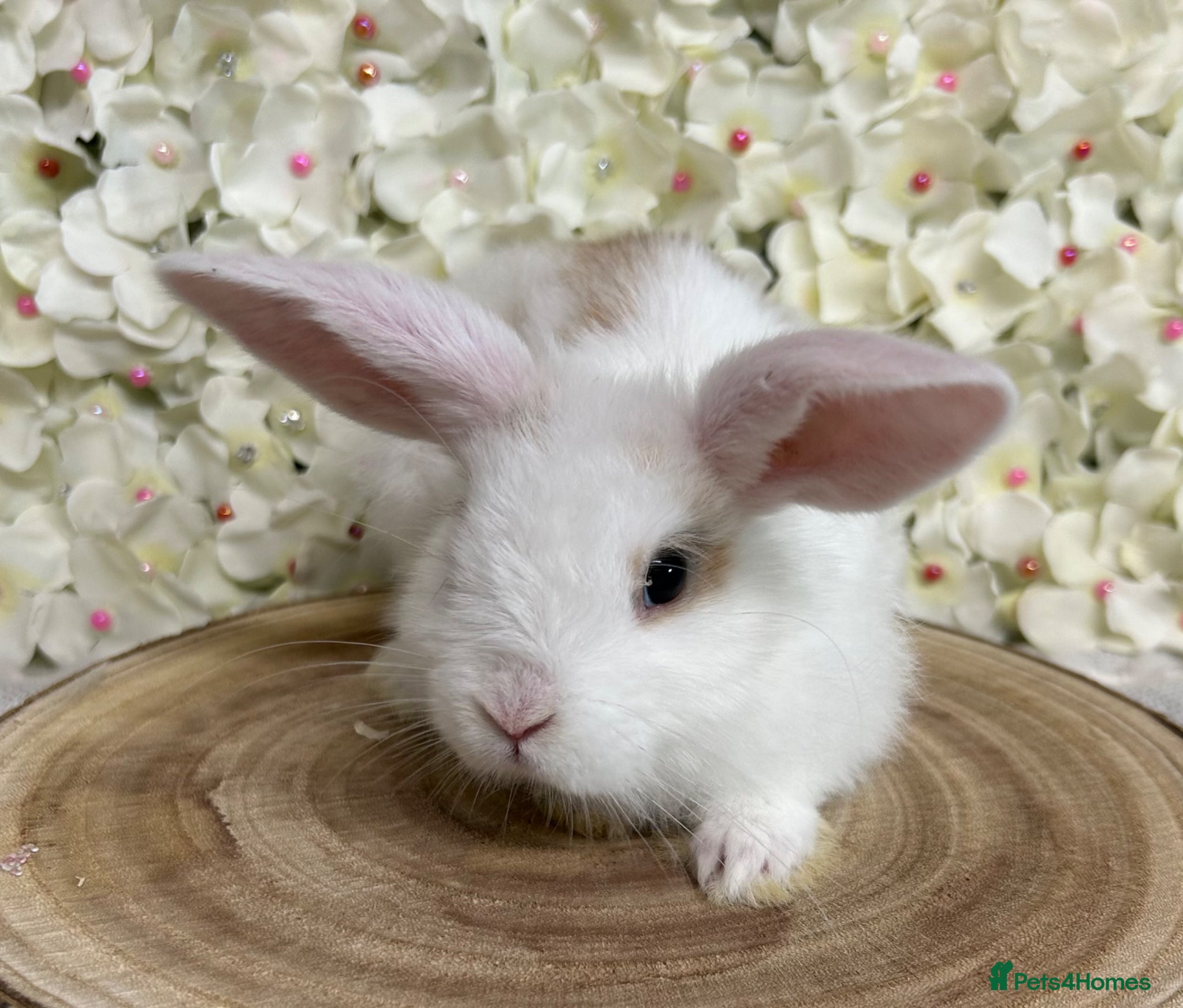 Mini Lop rabbits Mini lop X bunnies - Advert 2
