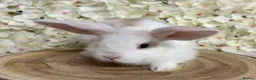 Mini Lop rabbits for sale: Mini lop X bunnies - Advert 2