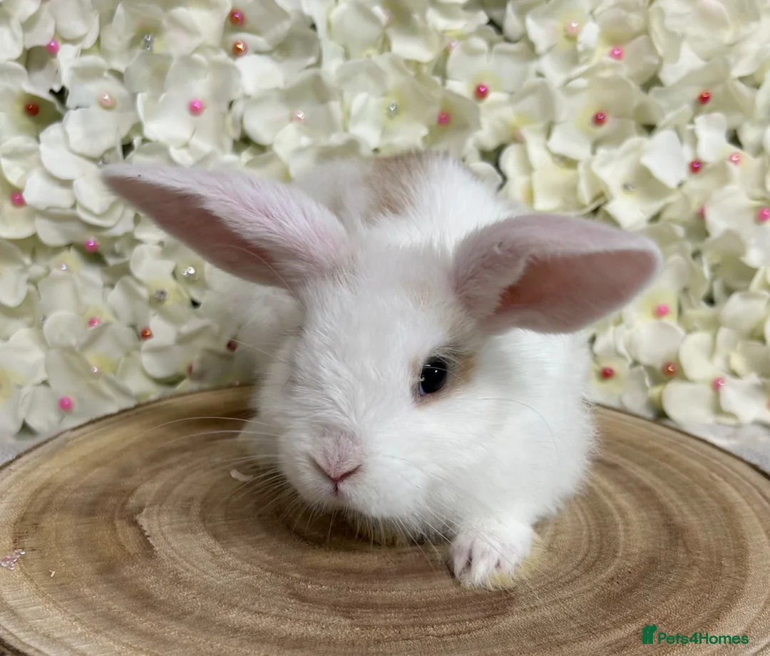 Mini Lop rabbits for sale: Mini lop X bunnies - Advert 2