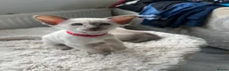 Siamese cats for sale: GCCF Registered Stunning Siamese Kittens  - Advert 17