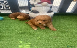 Poodle dogs for sale: Toy poodle puppies for sale  - Image 28
