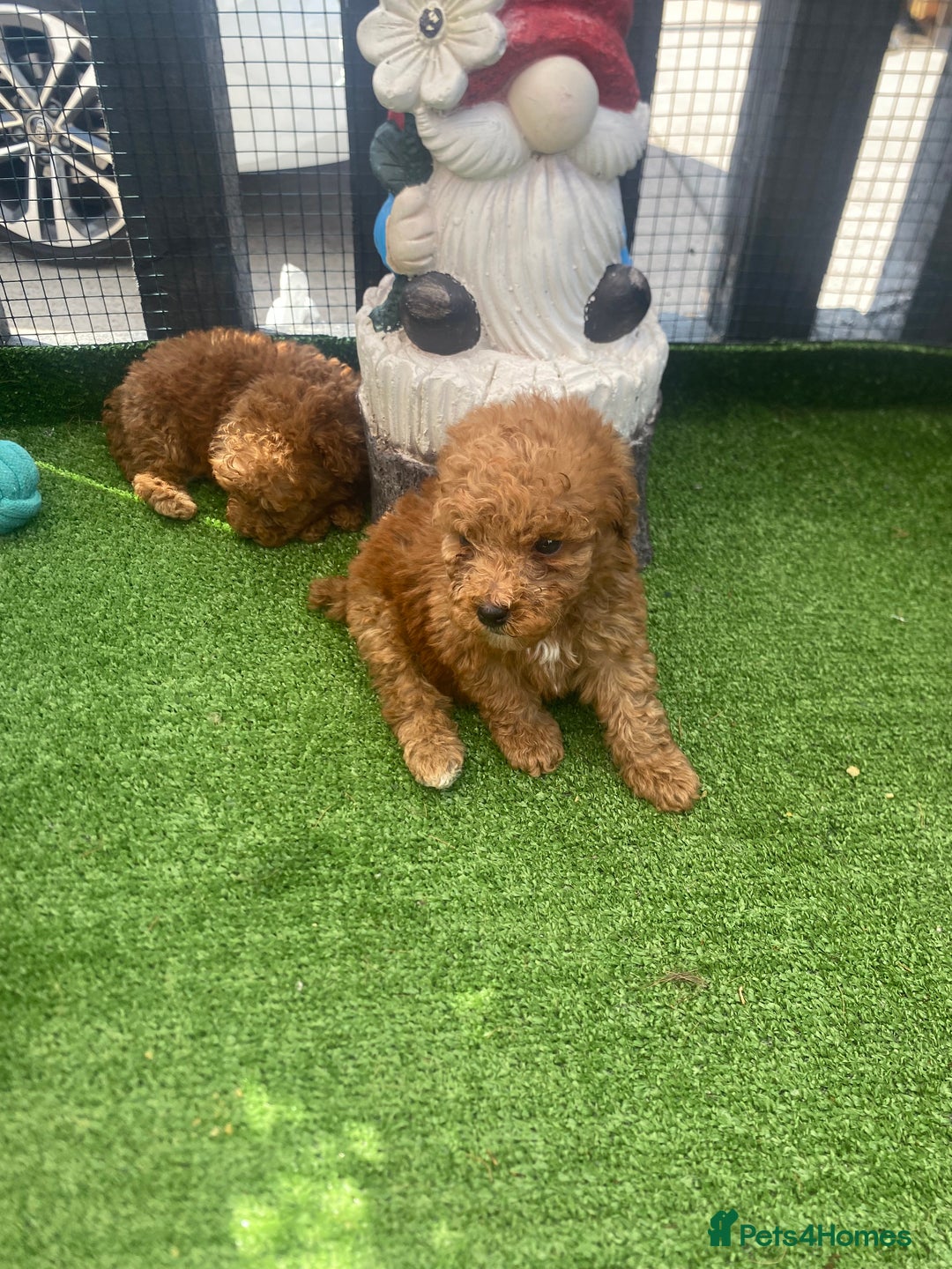 Poodle dogs for sale: Toy poodle puppies for sale  - Image 28