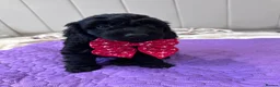 Cockapoo dogs for sale: Cockapoo Puppies in Manchester - Advert 6