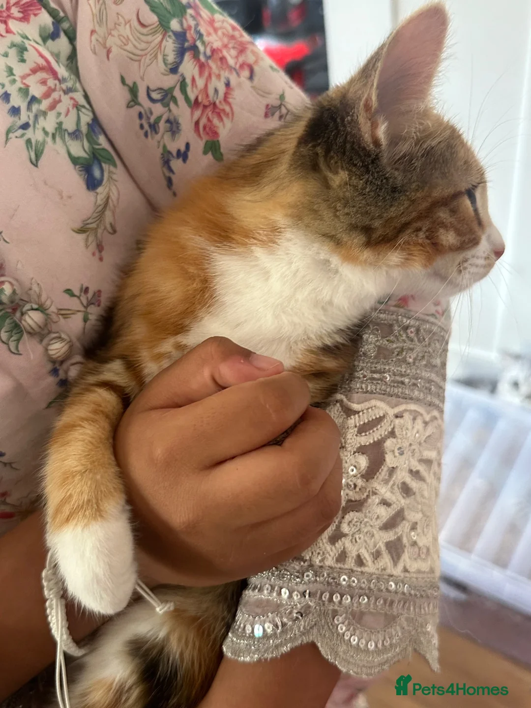 Mixed Breed cats for sale: Beautiful mixed kittens in Manchester - Advert 11