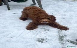 Mixed Breed dogs for sale: Mini Australian Golden Doodles  - Image 6