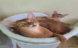 Abyssinian cats for sale: 5⭐️ TICA Pedigree Abyssinian Kittens - Advert 1