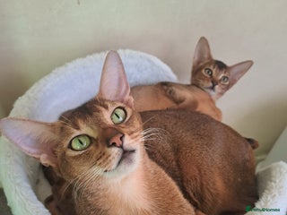 Abyssinian cats 5⭐️ TICA Pedigree Abyssinian Kittens - Advert 16