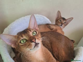 Abyssinian cats 5⭐️ TICA Pedigree Abyssinian Kittens - Advert 5